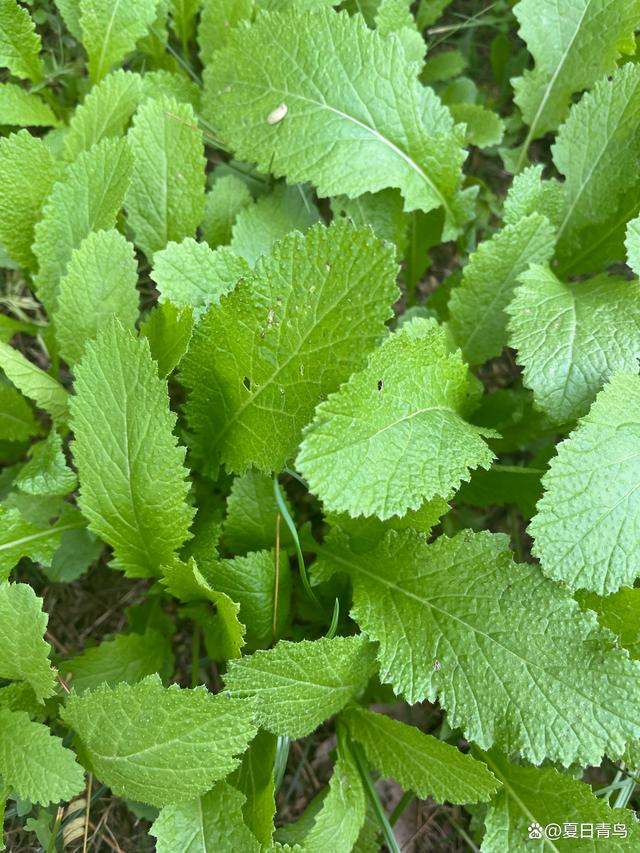 芥菜是什么形状的(芥菜是长什么样子的)