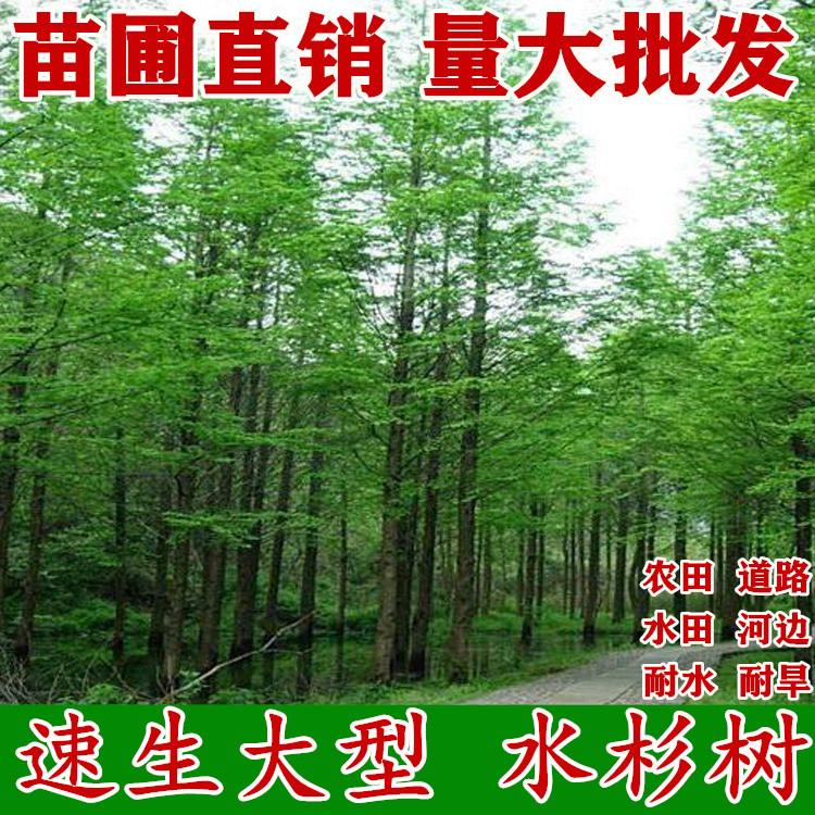 的树苗.(的树苗前面填什么)