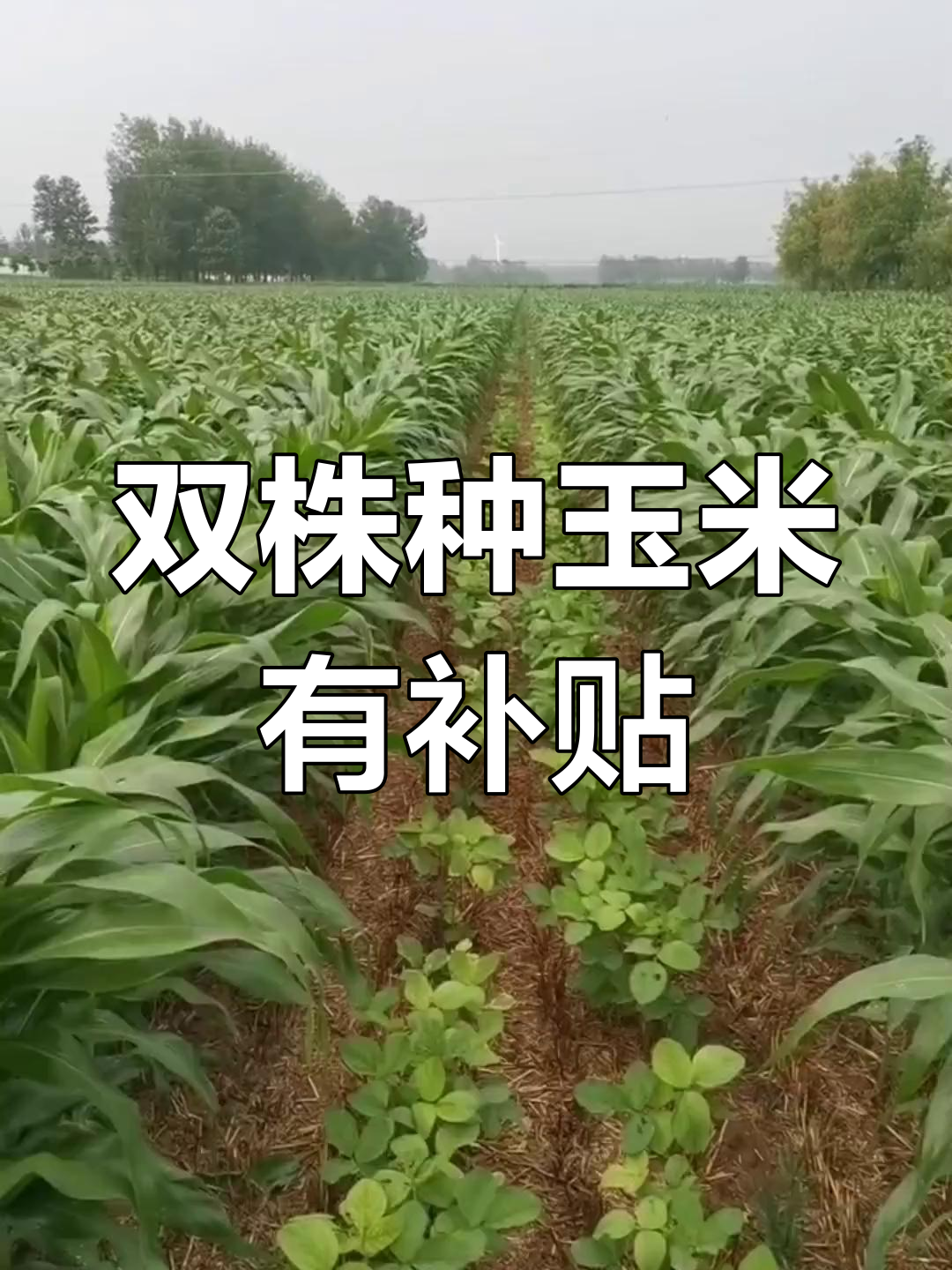 玉米正确的种法图片(玉米正确的种法图片大全)