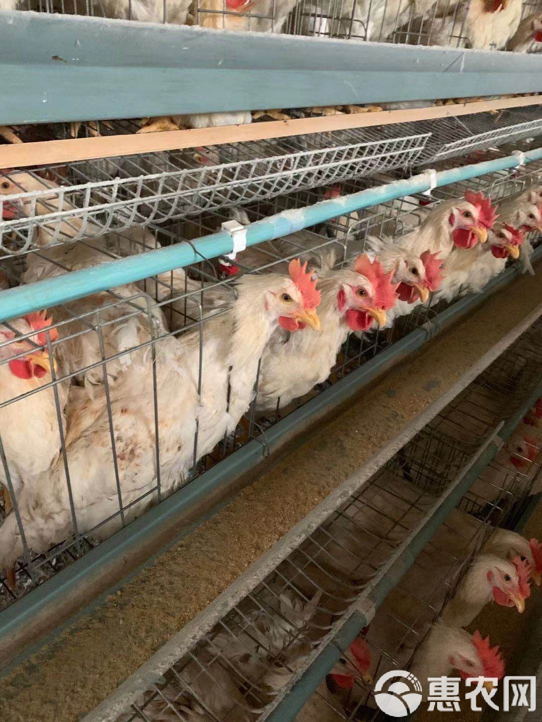 肉鸡饲养,养肉鸡好还是蛋鸡好,,0.30,2,中,业务词的简单介绍