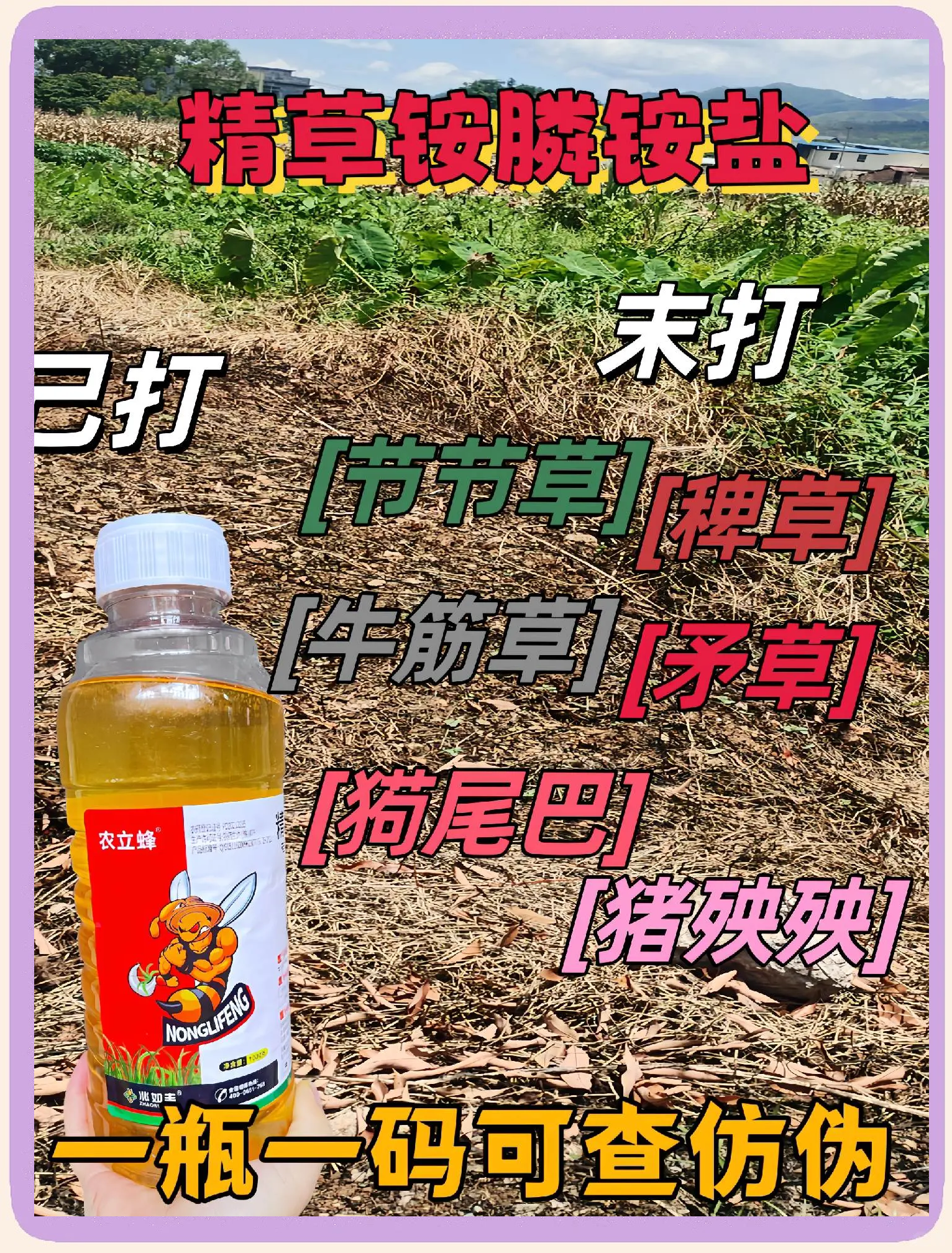 常压低氧杀虫(常压低氧杀虫柜)