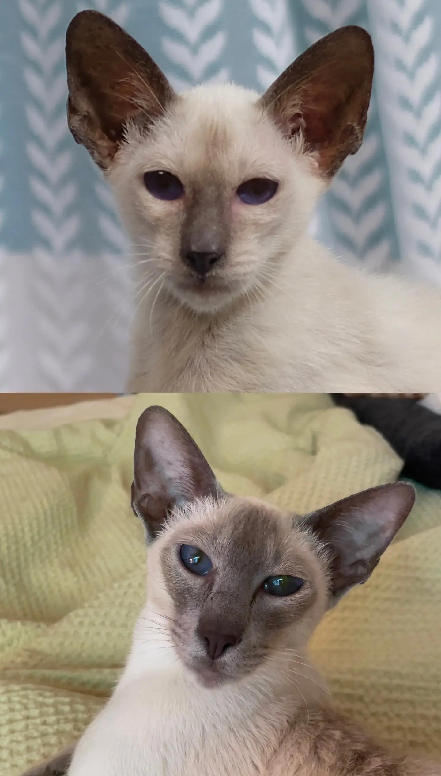 买什么品种的猫好(买什么品种猫比较好)