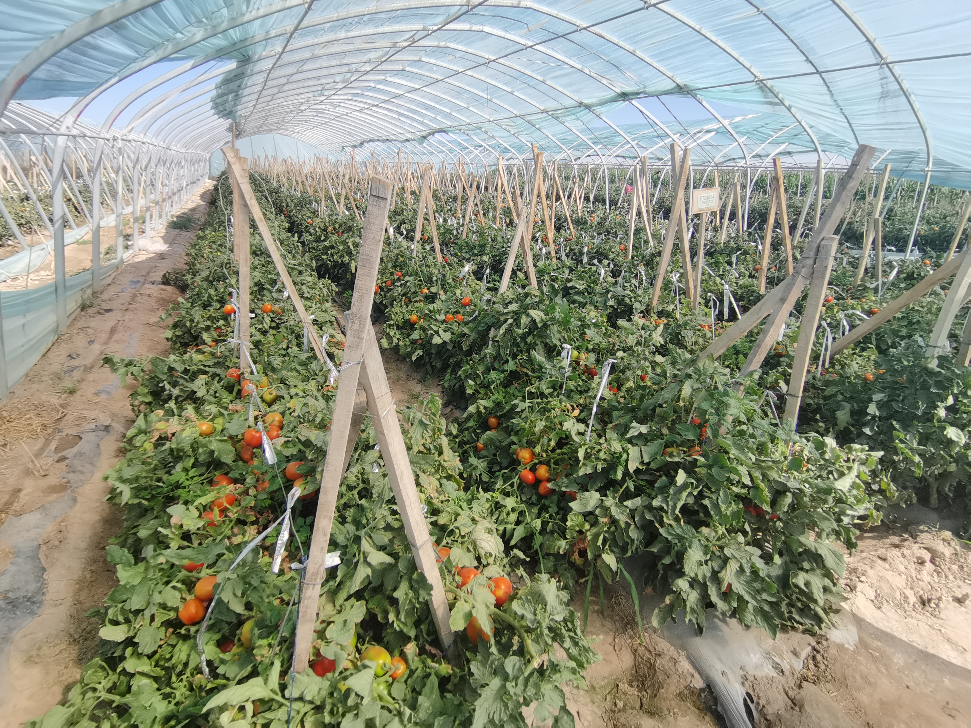 夏天种那些蔬菜(夏天适合种植蔬菜)