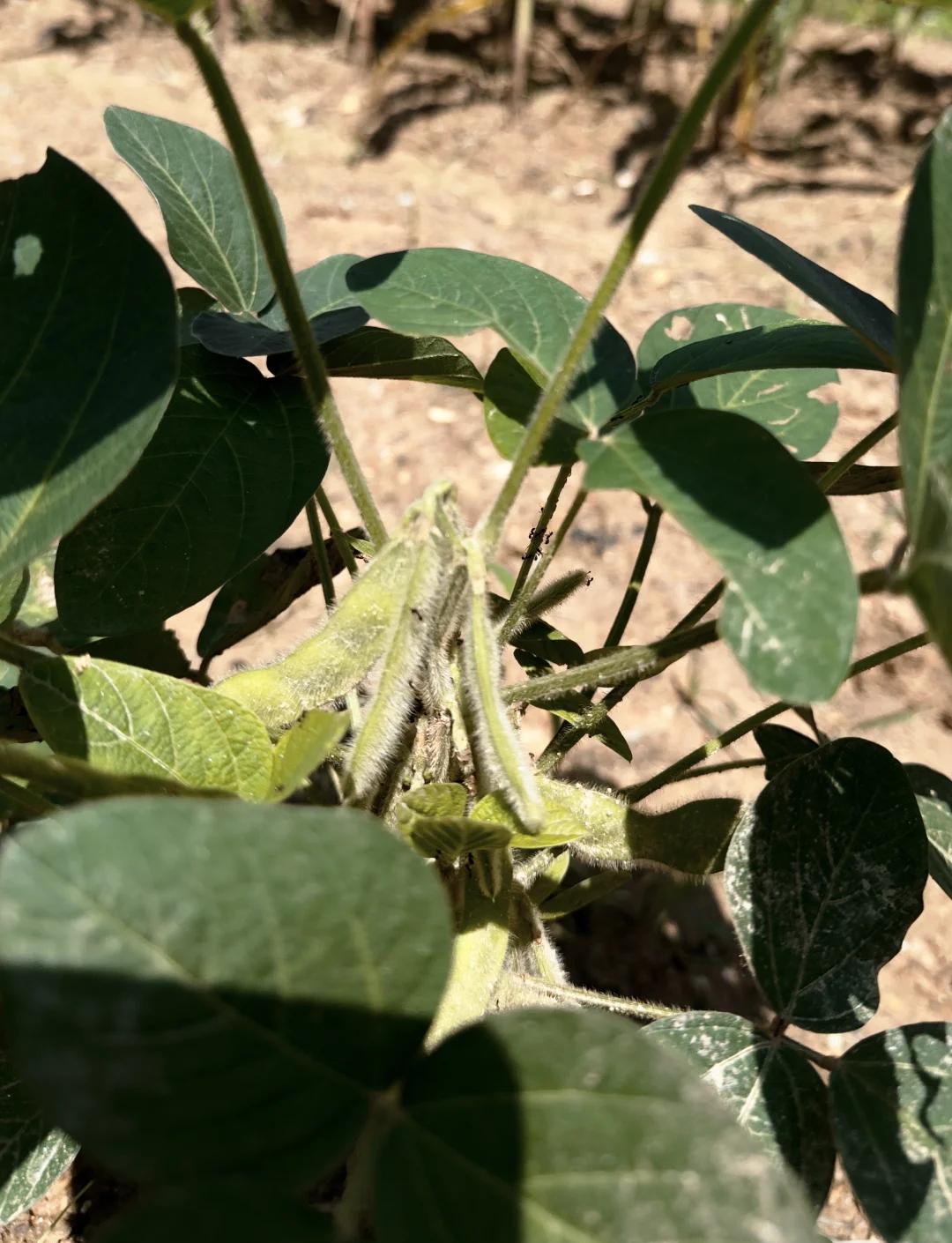 新型玉米套种大豆的种植方式(玉米套种大豆高产高效栽培技术)