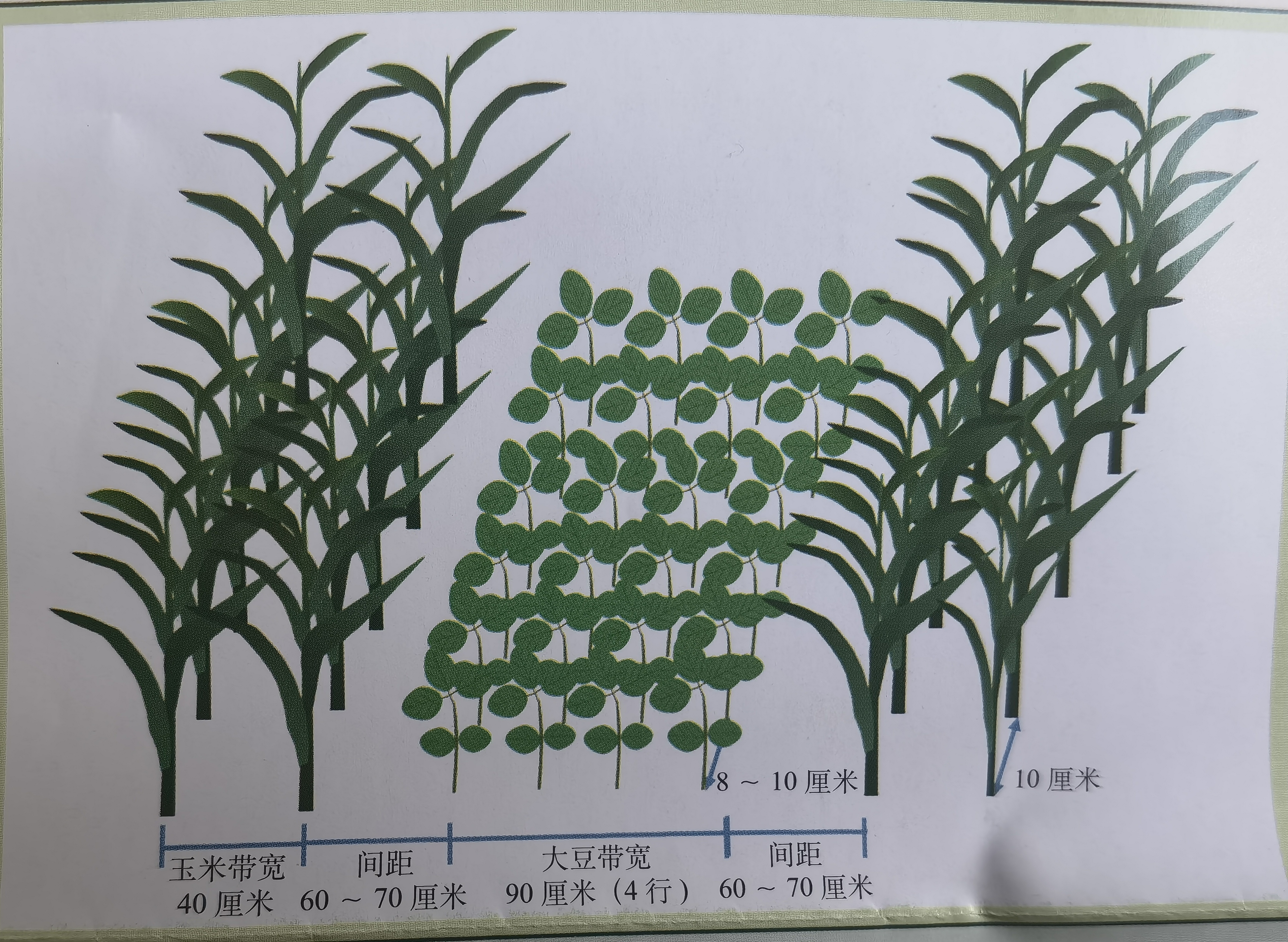新型玉米套种大豆的种植方式(玉米套种大豆高产高效栽培技术)
