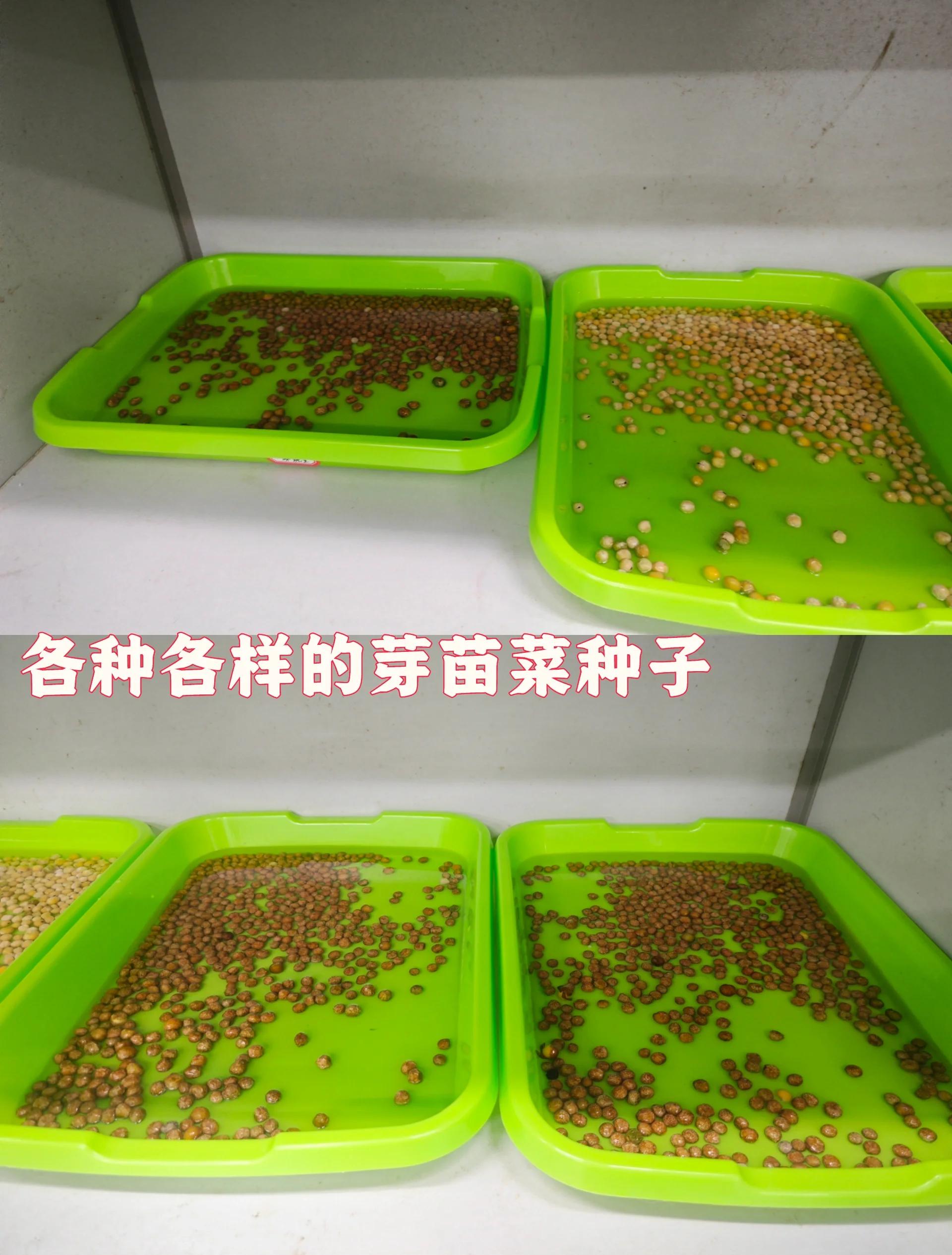豆子发芽后该怎么种植方法(豆子发芽七天过程图片 操作步骤)