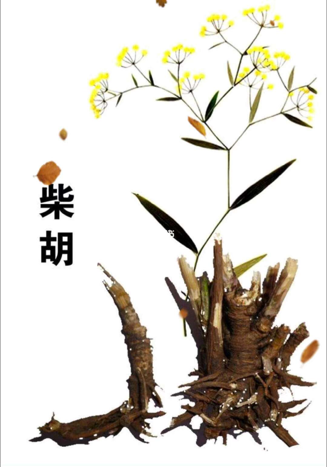 柴胡的种类与功效(柴胡的种类及图片大全)