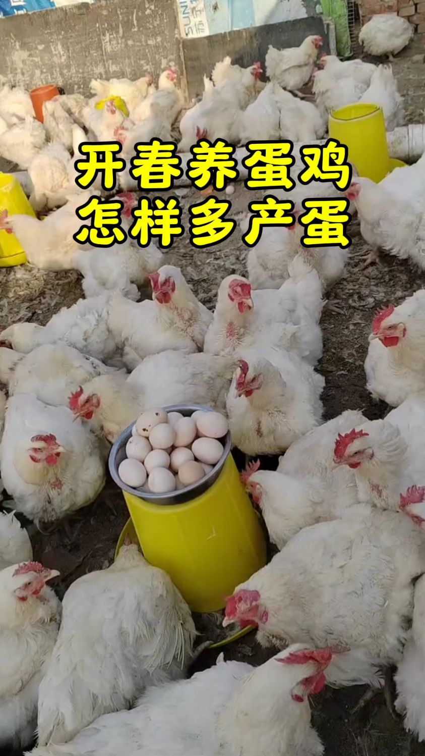 养蛋鸡多久下蛋(蛋鸡要养几个月才能生蛋)