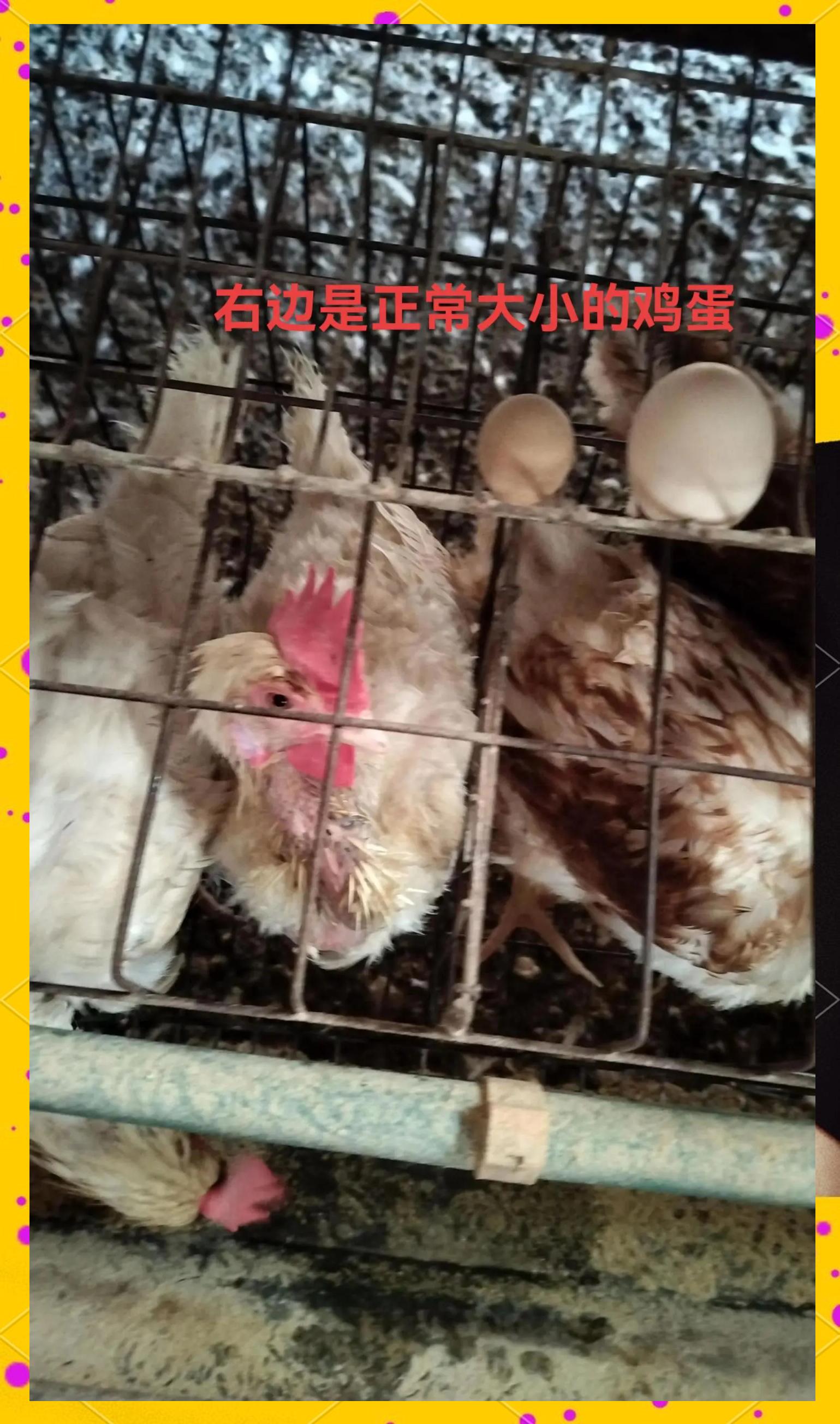 养蛋鸡多久下蛋(蛋鸡要养几个月才能生蛋)