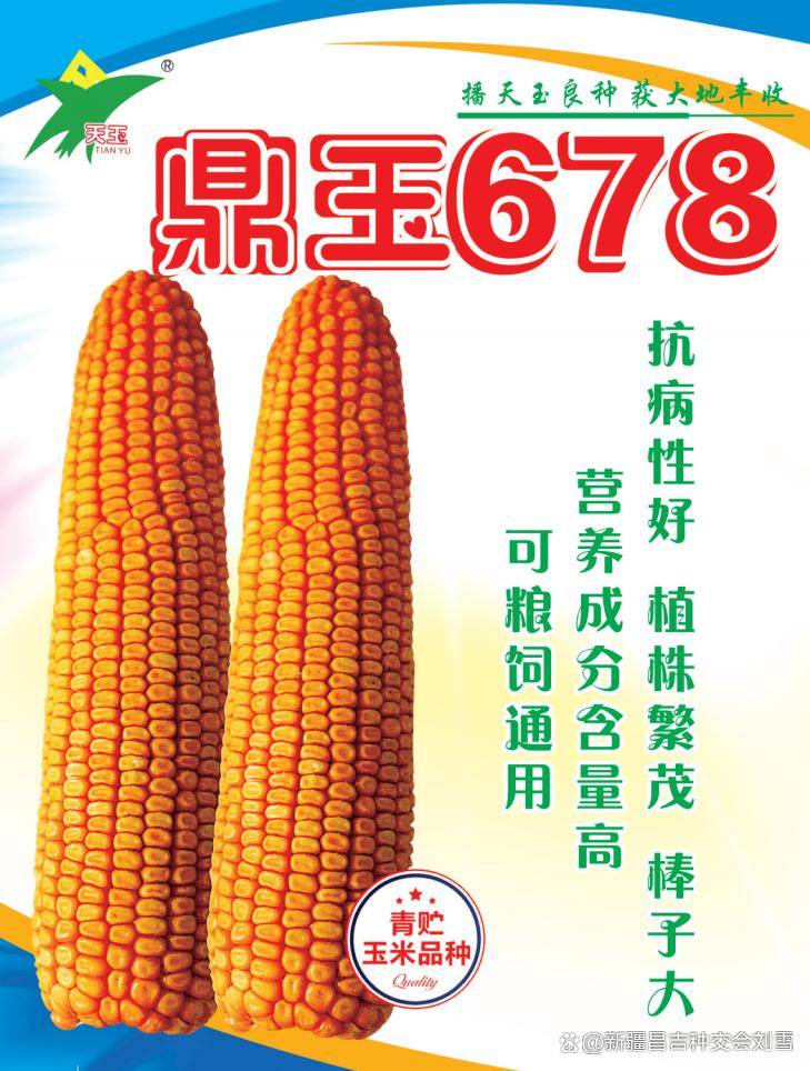 并单39玉米种子简介(并单72玉米品种审定公告公司电话)