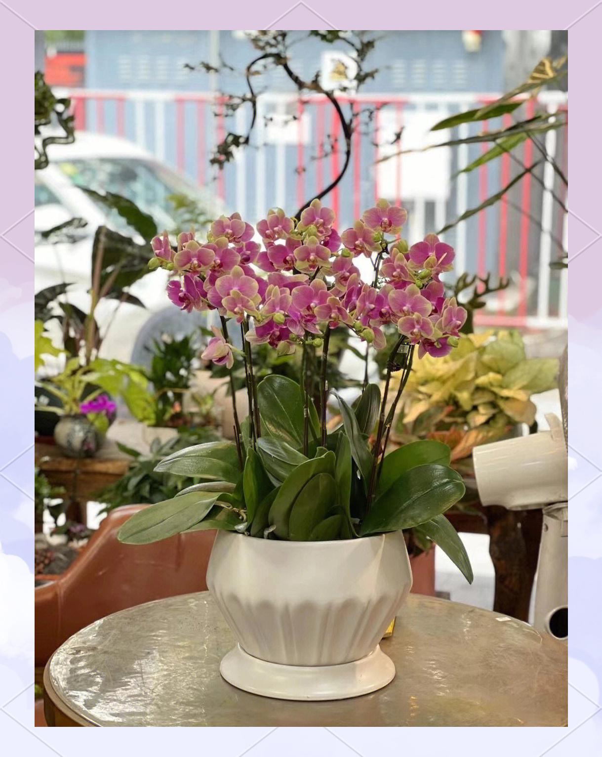 蝴蝶兰的施肥(蝴蝶兰的施肥季节)