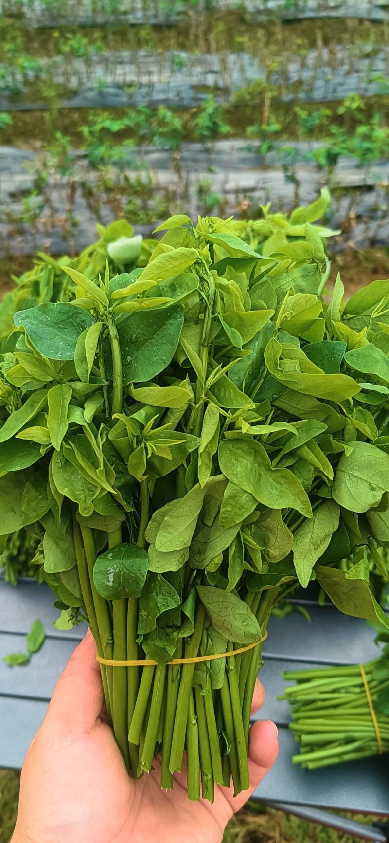 海南树仔菜种植技术(海南树仔菜的做法大全)