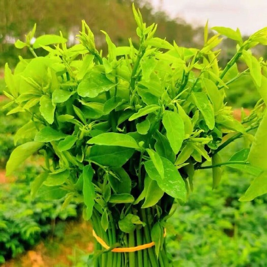 海南树仔菜种植技术(海南树仔菜的做法大全)