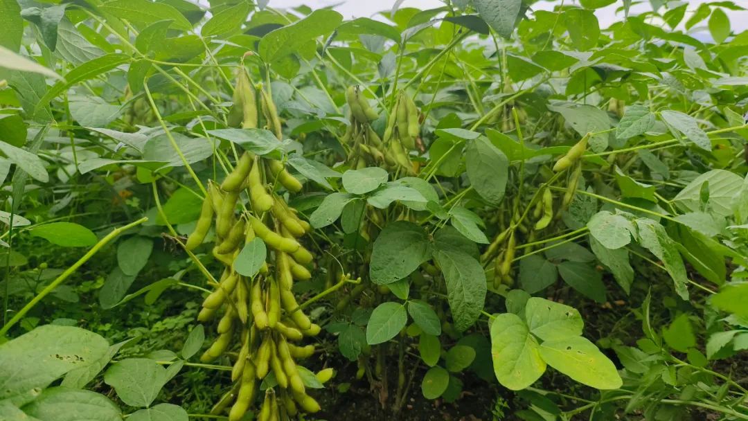 亩产800斤大豆种植(亩产1500斤大豆新品种)