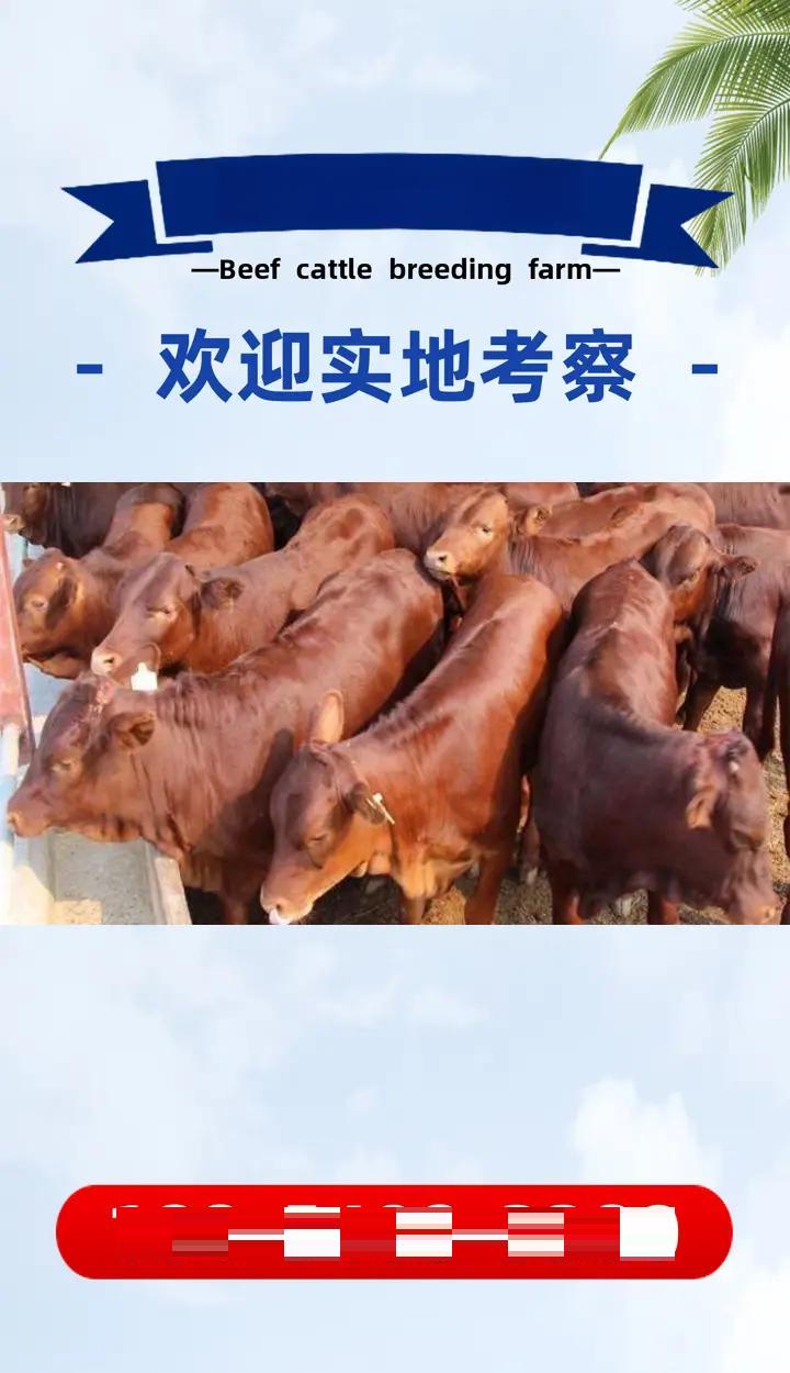 育肥牛饲养管理技术(育肥牛饲养管理技术规范)