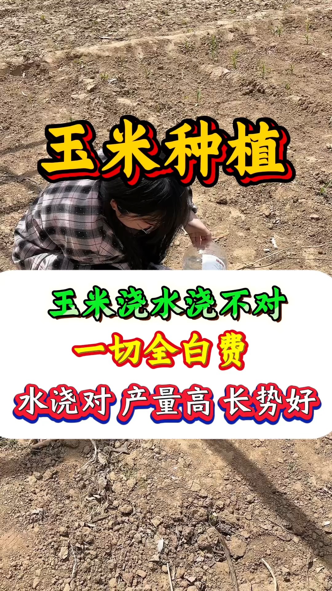 玉米怎样种植高产(玉米怎样种植高产量)