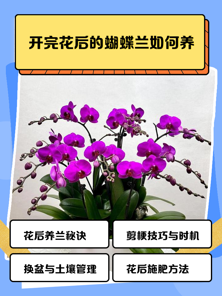 蝴蝶兰室内养殖方法(蝴蝶兰的养法家庭养法)