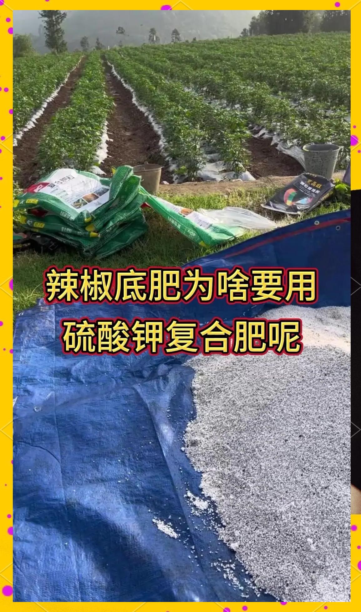 培育辣椒苗用什么肥料(辣椒苗培育期间要打什么药)