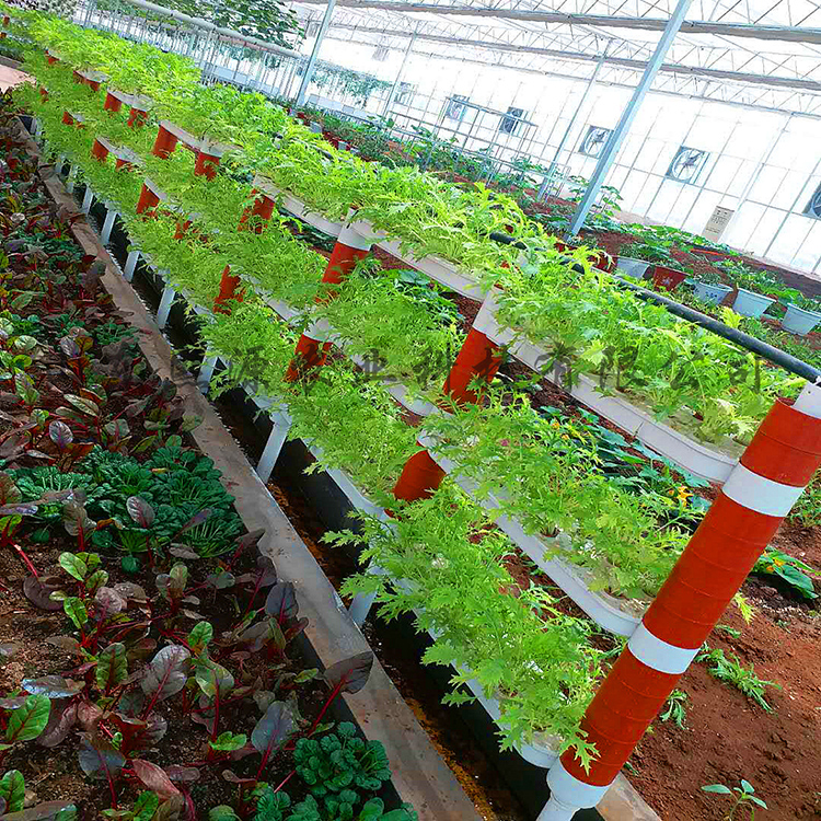 室内无土蔬菜种植方法(室内无土蔬菜种植方法图片)