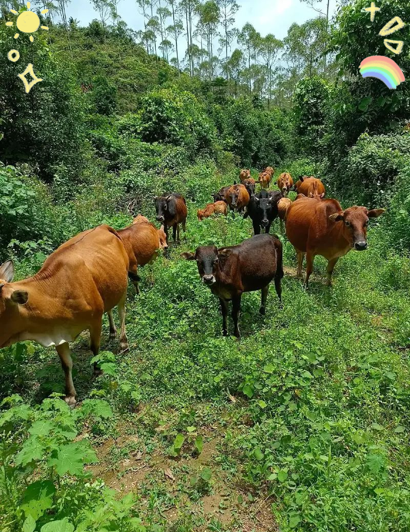 山区怎么养牛(怎样在山上养牛)