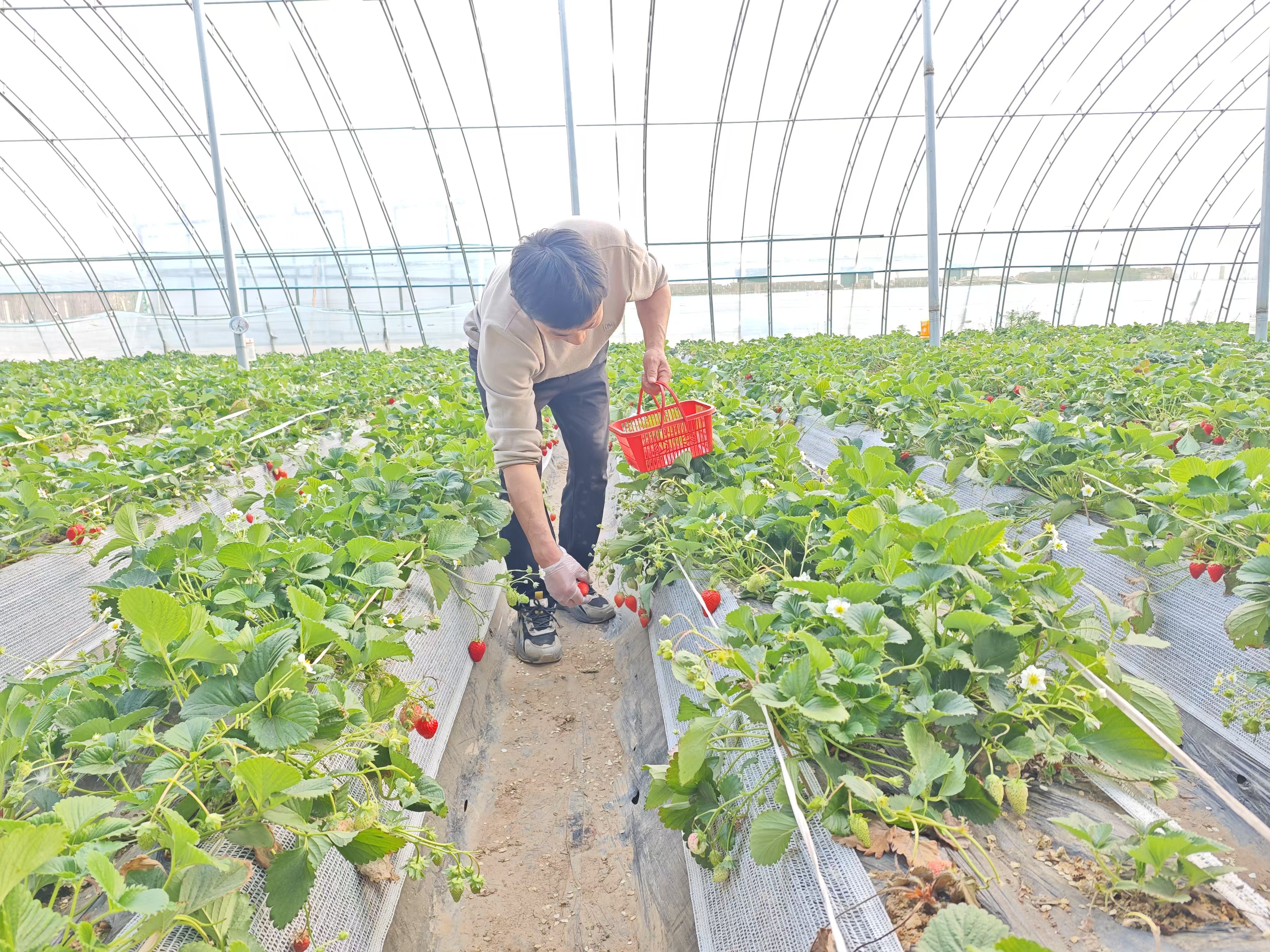 草莓多会种植(草莓一般种植多长时间可以有得采摘)
