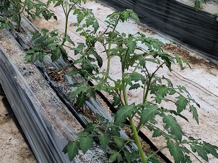 番茄的种植管理(番茄种植管理和修剪)
