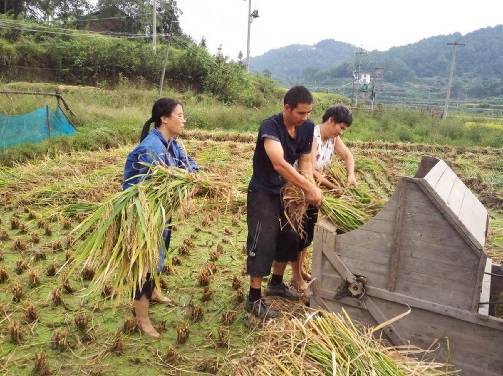 种水稻(种水稻的英文)