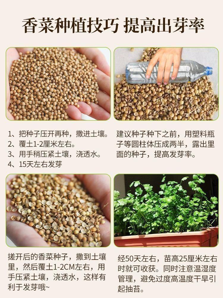 阳台上种香菜一般几天发芽(阳台上种香菜一般几天发芽啊)