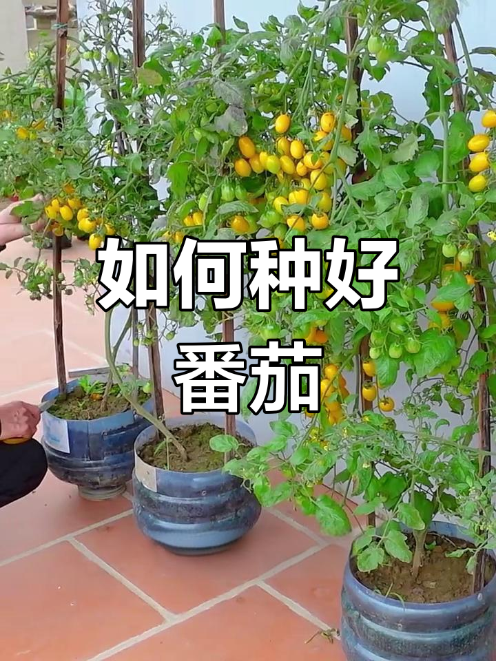 自己种西红柿方法(自家种西红柿如何变红)