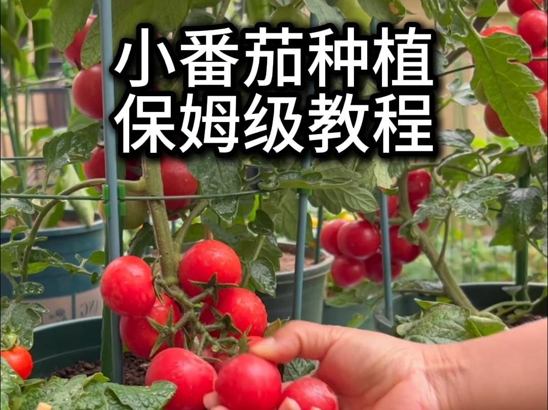 自己种西红柿方法(自家种西红柿如何变红)