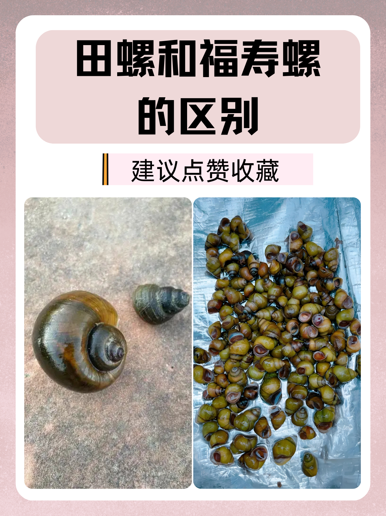 本地田螺养殖技术(田螺养殖需要什么条件?)
