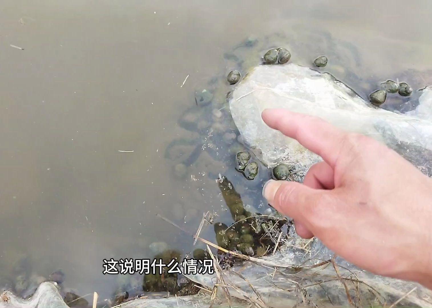本地田螺养殖技术(田螺养殖需要什么条件?)