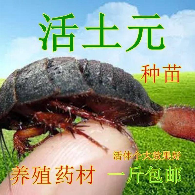 土元养殖技术讲解(土元养殖前景怎么样)