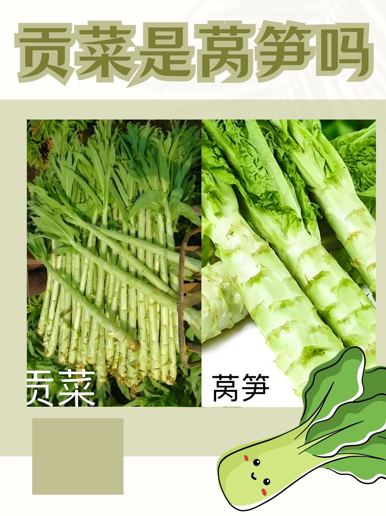 大芥菜和贡菜(大芥菜和贡菜的区别)