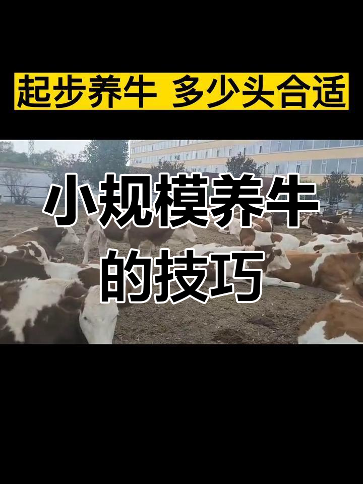 新手入门养牛(新手养牛能挣钱吗)