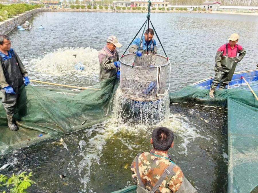 淡水养殖投资(淡水养殖什么赚钱)