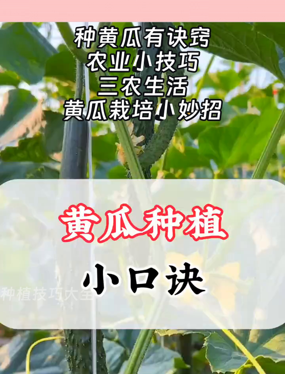 黄瓜的种植方法和管理技术(黄瓜的种植方法和管理技术专家讲座)