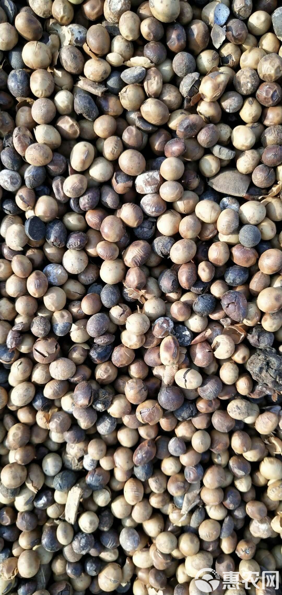 种豆类用什么肥(种植豆类需要什么化肥)