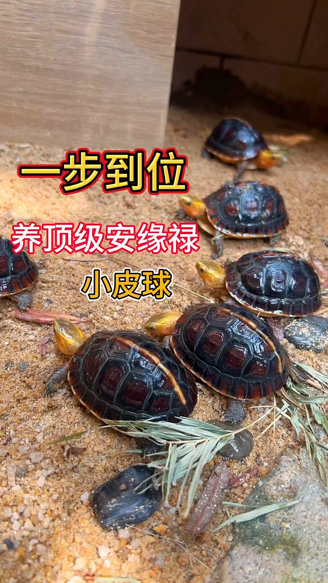 安缘龟的养殖方法(安缘龟的养殖方法和注意事项)