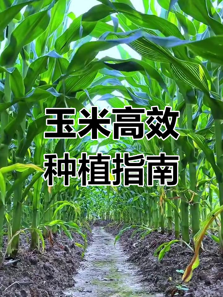 玉米怎样种植(玉米怎样种植和管理)