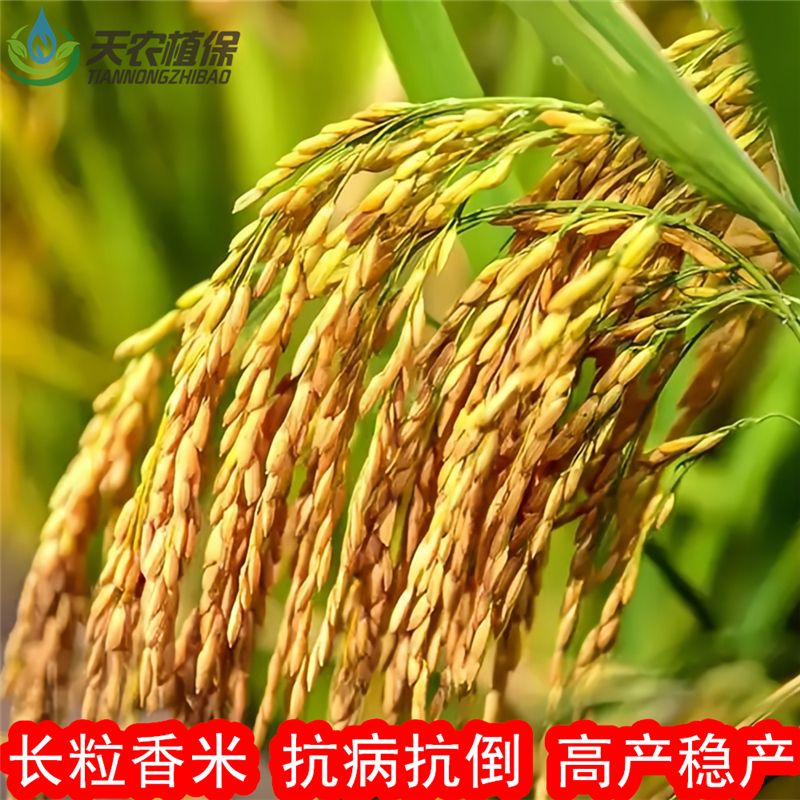 水稻种子5814(水稻种子浸种催芽方法)