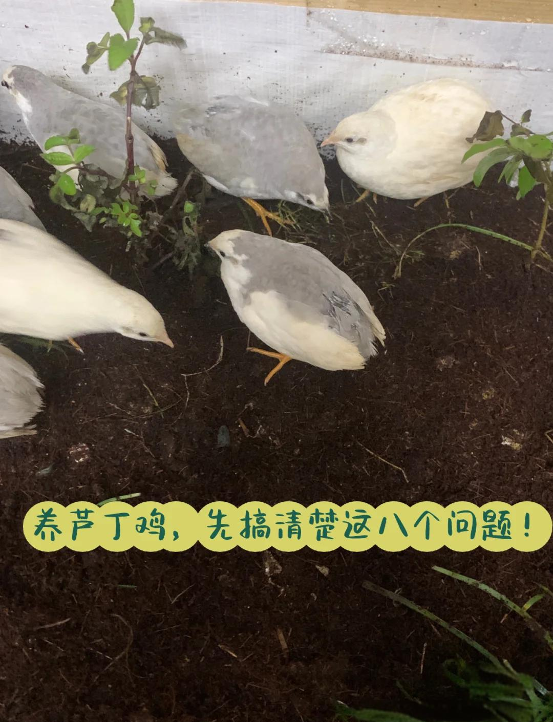 肉鸡饲养,阳台养鹌鹑好还是芦丁鸡好,,1.24,2,低,建筑词的简单介绍