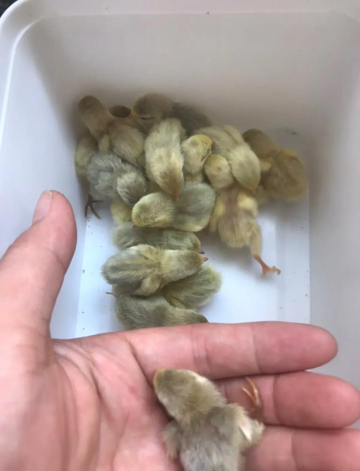肉鸡饲养,阳台养鹌鹑好还是芦丁鸡好,,1.24,2,低,建筑词的简单介绍