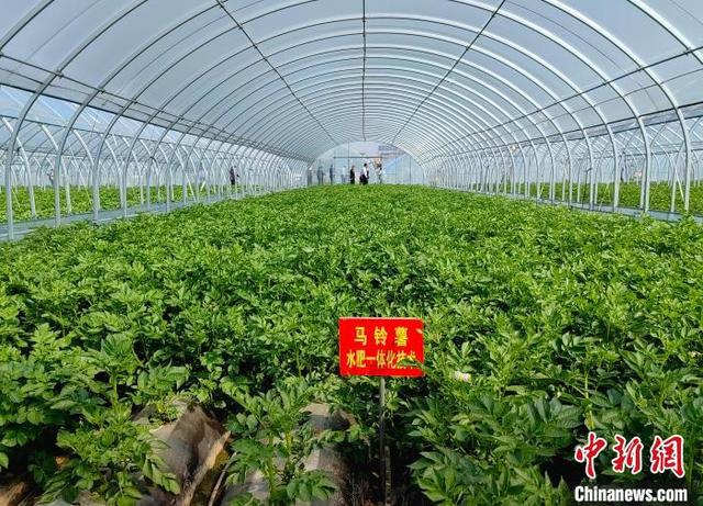 春季冷棚土豆种植技术(冷棚早春土豆种植时间视频)