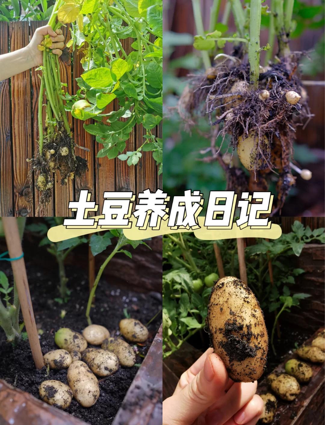 春季冷棚土豆种植技术(冷棚早春土豆种植时间视频)