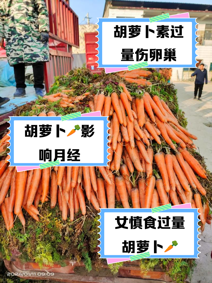 胡萝卜女性(胡萝卜女性可以少吃不可多吃)