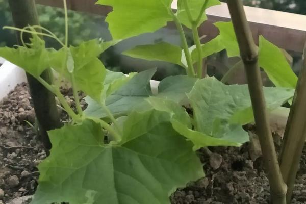 阳台丝瓜种植如何压蔓视频(丝瓜阳台种植时间及技术要点)