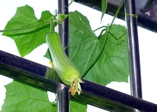 阳台丝瓜种植如何压蔓视频(丝瓜阳台种植时间及技术要点)