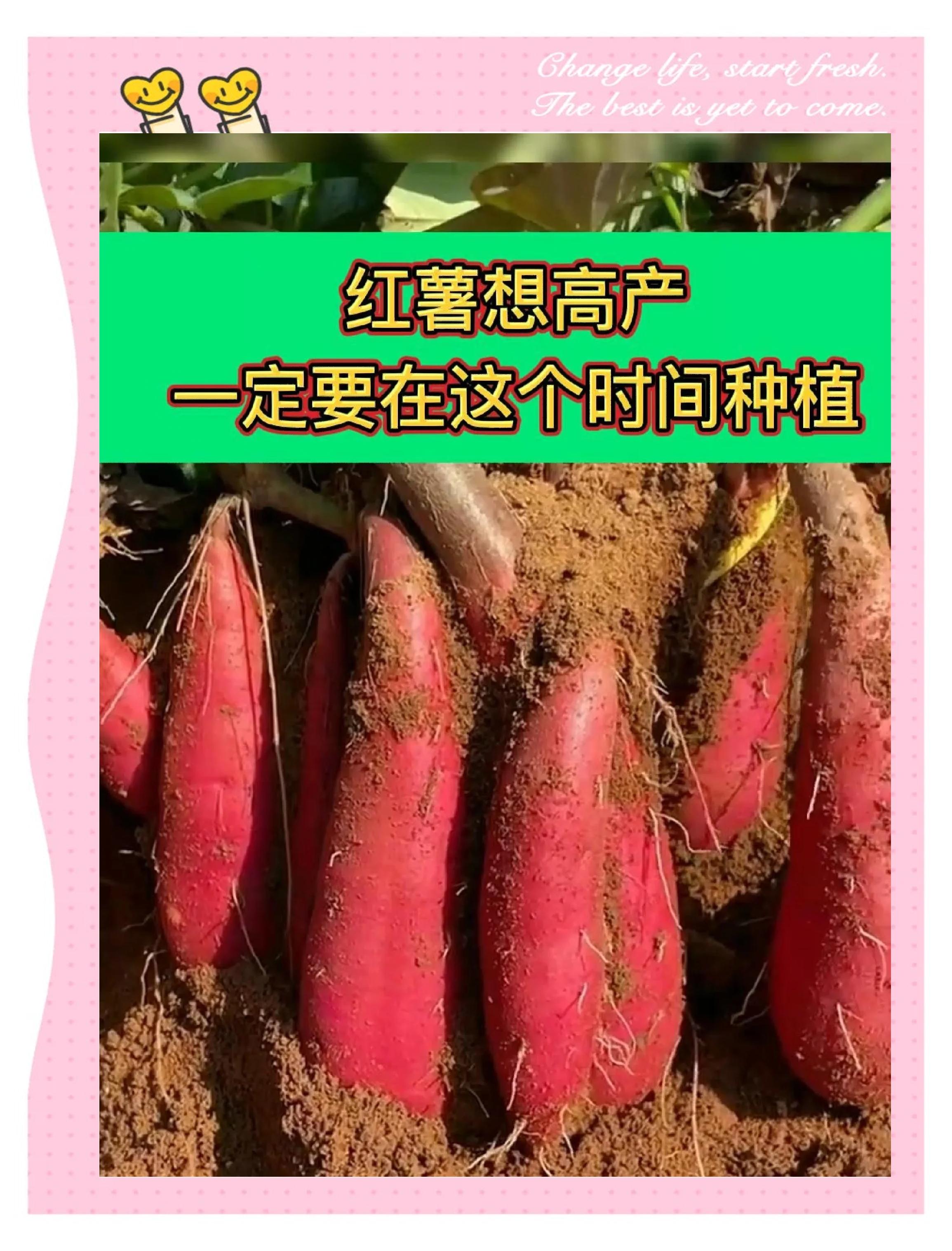 红薯种植方法和技术(红薯种植方法和技术视频)