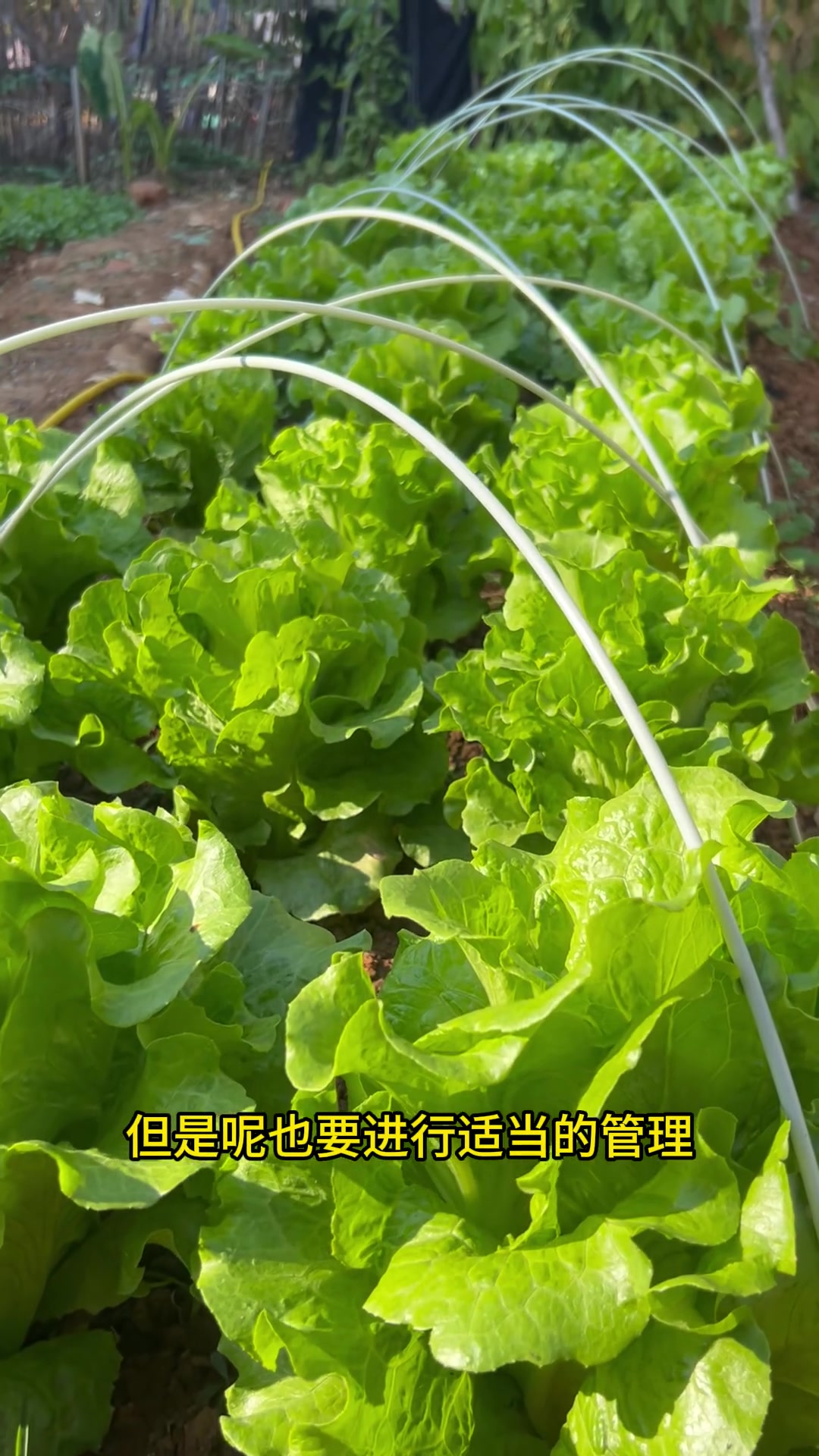 生菜播种温度(生菜种植温度及技术)